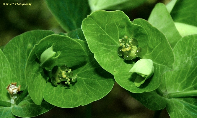 {Euphorbia purpurea}
